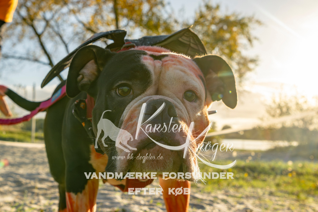 1656_ZZ90373 | kk-dogfotos