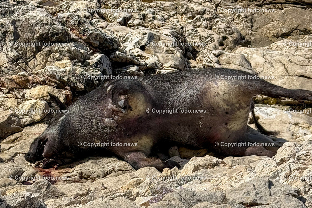 Kroatien_ Milna_ Strand_ 28.07.2025-14 | 28.07.2025, Kroatien, HRV, Brac, Insel in Dalmatien, Milna im Bild Strand, Wildschwein, Kadaver, Meer, Adria, Gezeitenein vom Meer angespuelter Wildschweinkadaver liegt am Strand direkt vor der Splitska vrata bei einem Privathaus seit Tagen in der Sonne und stinkt schon. Keine Behoerde sieht sich zustaendig das Tier zu entfernen. 