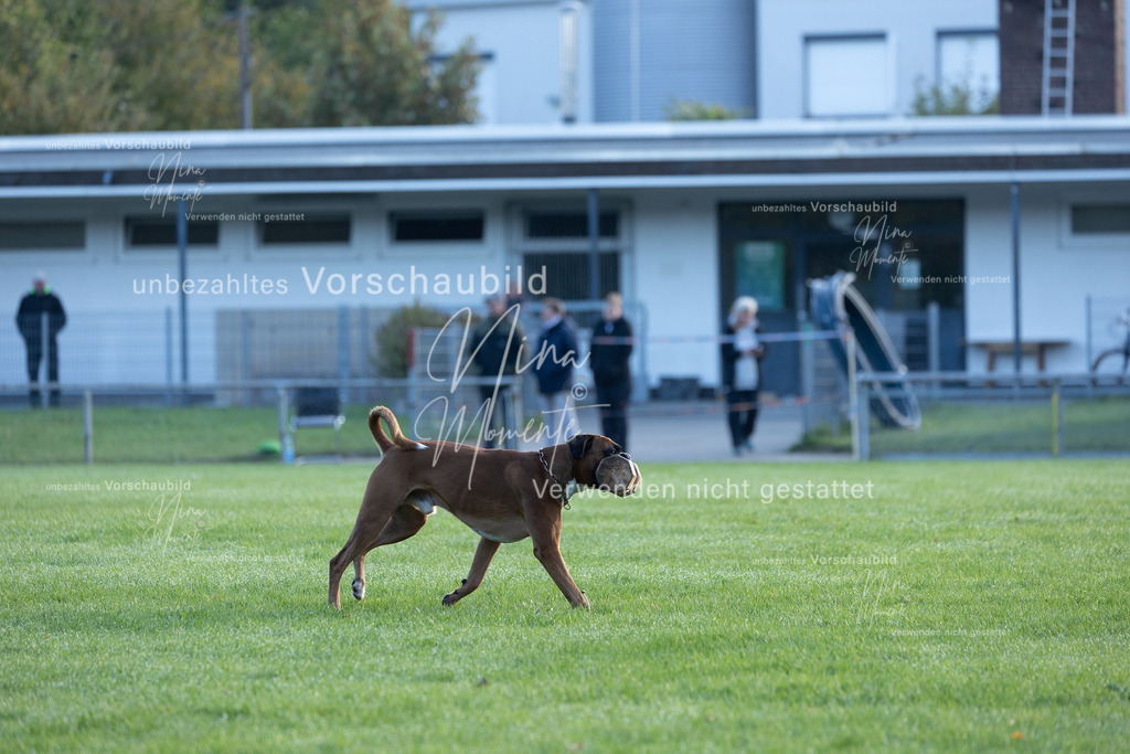 _16A6230 | Einzigartige Fotos von Hunden & Menschen –Actionfotos, Portraits, Vereinsaufnahmen & Paarshootings – authentisch, lebendig & mit Herz.