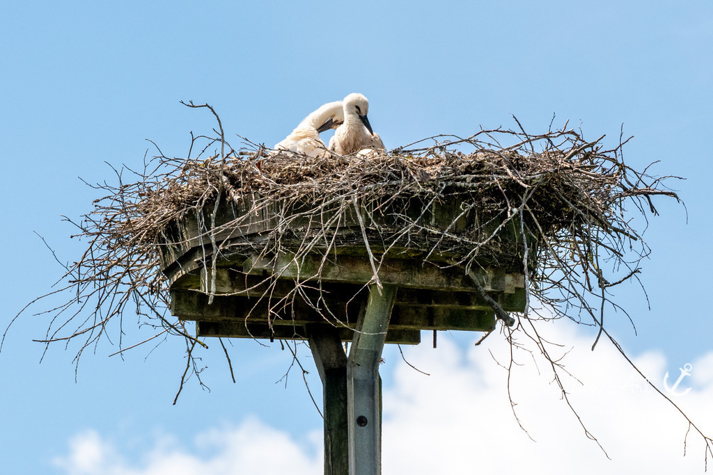 20240616-EAF_2249 | Eilun-Art-Fotografie Levke Martens, ihre Fotografin für Immobilien- und Landschaftsfotografie auf Föhr, Föhrer Motive als Poster, Leinwand, hinter Acrylglas oder stelle dir deinen eigenen Monatskalender zusammen, mit nur einem Klick