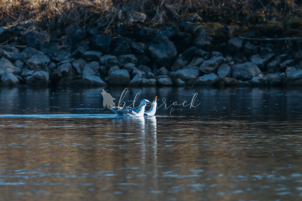  waterslide-0948 | Frühlingserwachen
