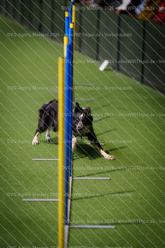 allesWIRTHgut_Tierfotografie-DVG_Agility_Masters_2026-15_56-7R503110 | Professionelle Tierfotografie in Mönchengladbach von Daniel Wirth (allesWIRTHgut). Liebevolle & natürliche Bilder von Hunden & Katzen für unvergessliche Erinnerungen.