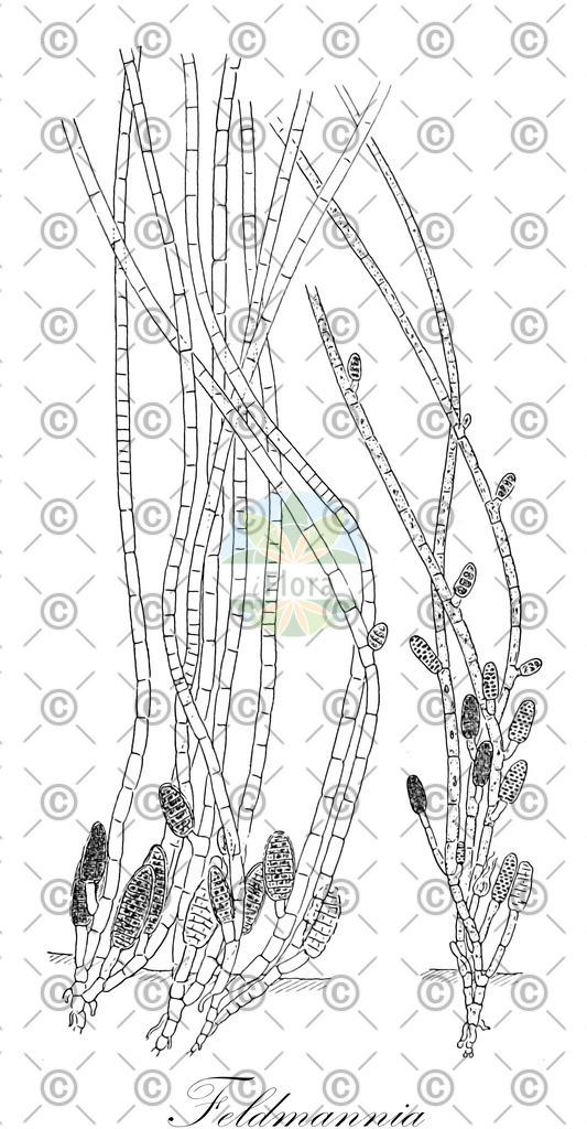 HistAbb_7P2CR_1_ENZY_Simple | Historische Abbildung von Feldmannia - Acinetosporaceae (0) | Historical Illustration of Feldmannia - Acinetosporaceae (0)