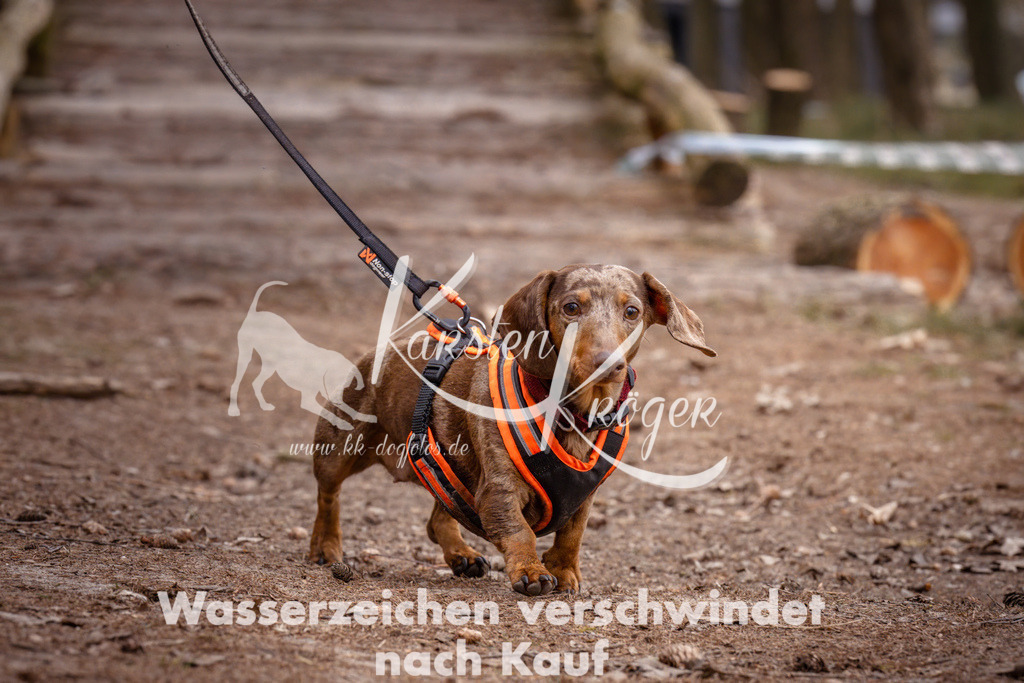 1615_ZZ93369 | kk-dogfotos