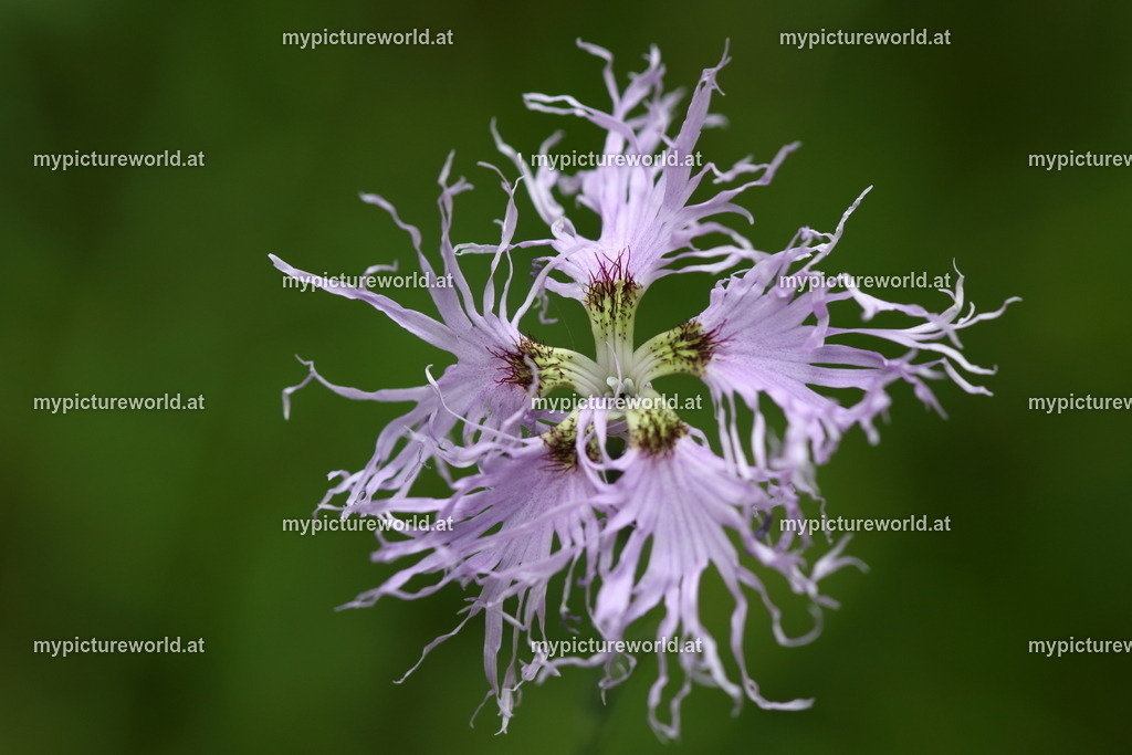 Prachtnelke-006 | Das Bilderarchiv über Tiere, Planzen und Landschaften. In der Bilddatenbank finden Sie ein große Auswahl an hochwertigen Bilder für Ihre Werbung - Realisiert mit Pictrs.com