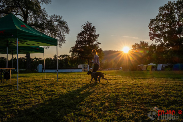 Dogshow in Aarau | CACIB/CAC Dogshow in Aarau 23.06.2023 Foto: Leo Wyden