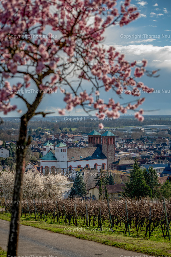 mandelbluete-kirchberg-bensheim-Bensheim-Fruehling-bergstrasse-kirche-sankt-georgFotografie-thomas-neu.jpg-17 | Blühender Mandelbaum im Frühling am Bensheimer Kirchberg mit Blick über die Stadt und die Weinberge an der Hessischen Bergstraße.
