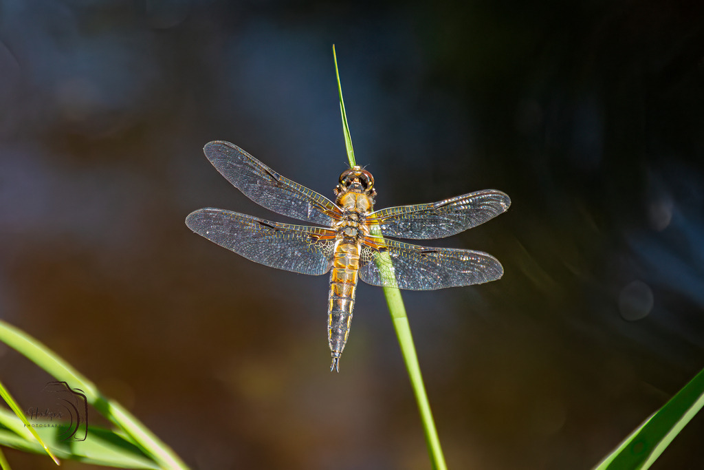 Libelle | Holzisphotography, Landschaftsfotografie, Wildlifefotogorafie - Realisiert mit Pictrs.com