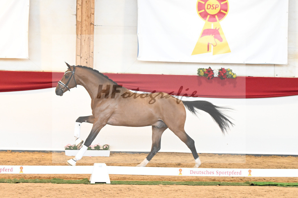 Kat-Nr. 58 Vitalis x Quaterback_Molcan_43230895 | hf-fotografie - Realisiert mit Pictrs.com
