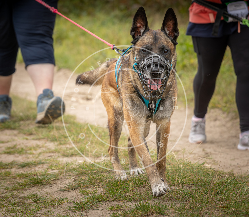 Pfotenfotografie_DV3A8049 | Hundefotografie, Tierfotograf, Pfotenfotografie, Fotoshooting Hund, Hunde Portrait, Hundesport, Hundeportraits, Heideshooting, Hunde, Sportfotograf, Hundefotograf, Turnierhundsport, THS,  - Realisiert mit Pictrs.com