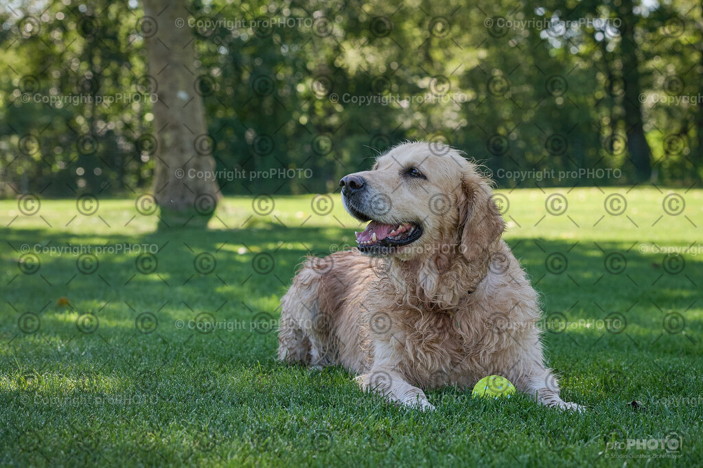 071_202509_4Hundebadetag_NZ9_2322 | proPHOTO - Realisiert mit Pictrs.com