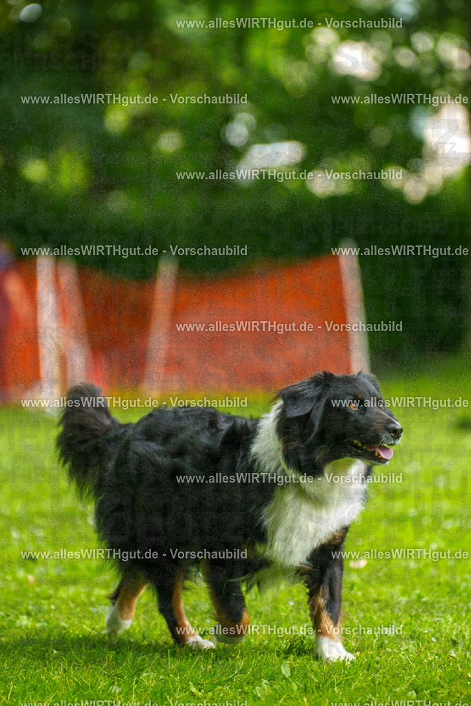@allesWIRTHgut_Tierfotografie - www.allesWIRTHgut.de - 091330-7R506752 | Professionelle Tierfotografie in Mönchengladbach von Daniel Wirth (allesWIRTHgut). Liebevolle & natürliche Bilder von Hunden & Katzen für unvergessliche Erinnerungen.
