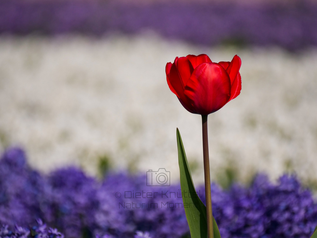 P1011033-LR | Natur im Moment - Realisiert mit Pictrs.com