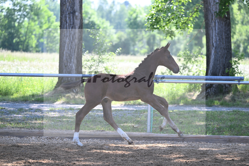 Kat-Nr. 4 HF Vitalos_Schwarz_14230126 | hf-fotografie - Realisiert mit Pictrs.com