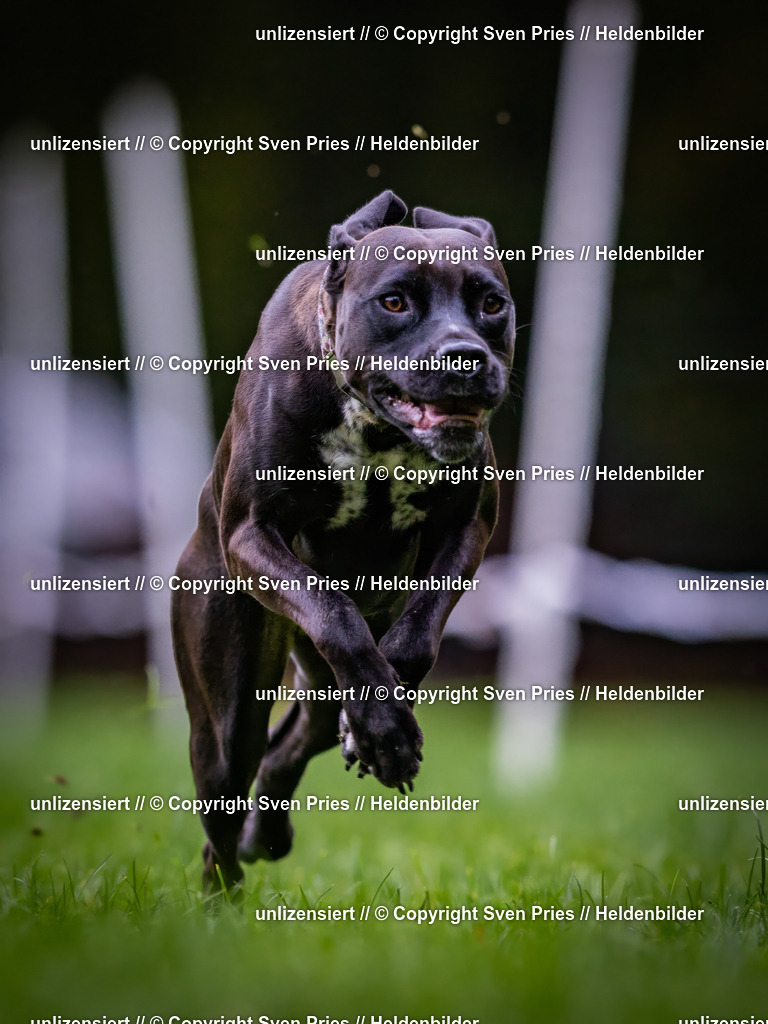 Sven Pries | 2024-10-19 - Hunderennen Ober-Grombach - Realisiert mit Pictrs.com