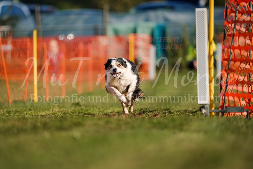 20250928_Hunderennen-84 | MuT (Mensch und Tier) mit Mona - Fotografie und Tierkommunikation - Realisiert mit Pictrs.com