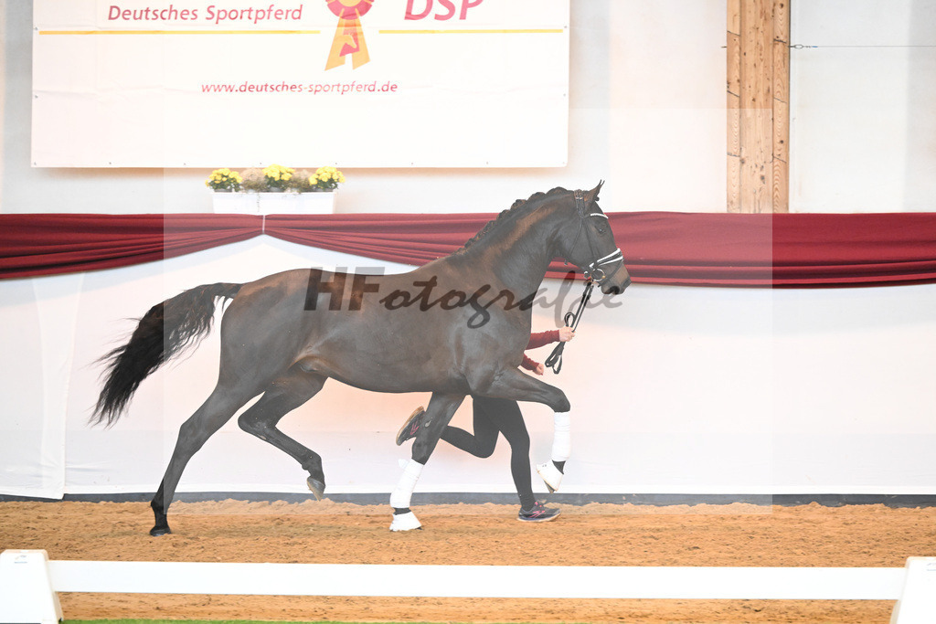 Kat-Nr. 42 v. Maracana_Sommer_66220584 | hf-fotografie - Realisiert mit Pictrs.com