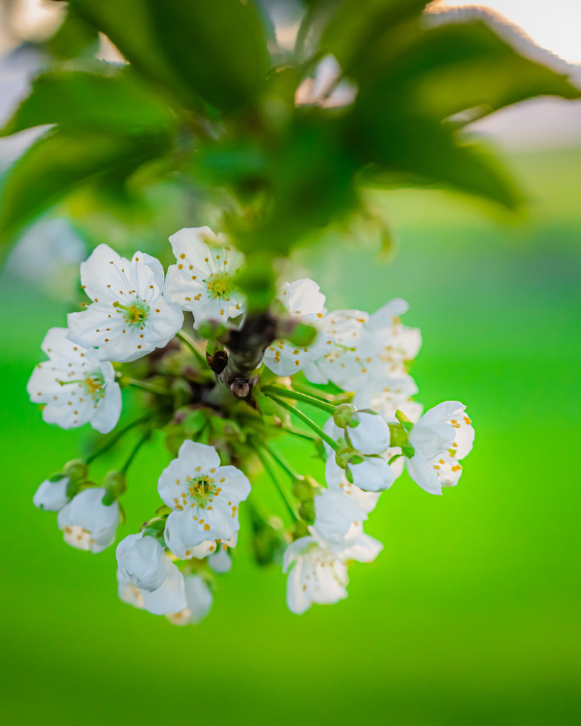 _DSC1195-2 | renerovisanfotoart.com