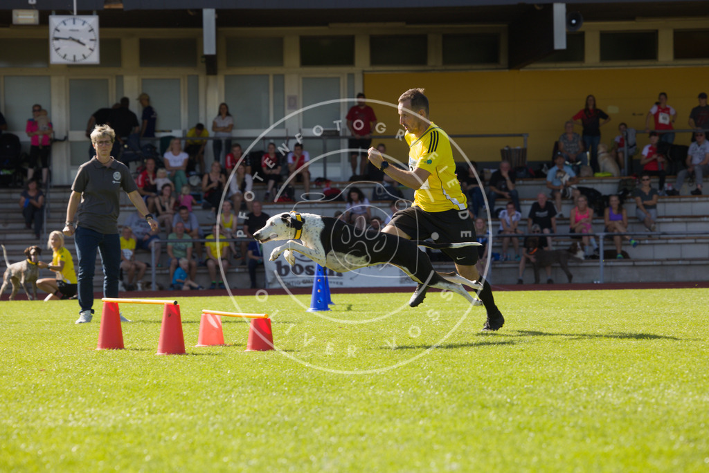 0L8A8237 | Hundefotografie, Tierfotograf, Pfotenfotografie, Fotoshooting Hund, Hunde Portrait, Hundesport, Hundeportraits, Heideshooting, Hunde, Sportfotograf, Hundefotograf, Turnierhundsport, THS,  - Realisiert mit Pictrs.com