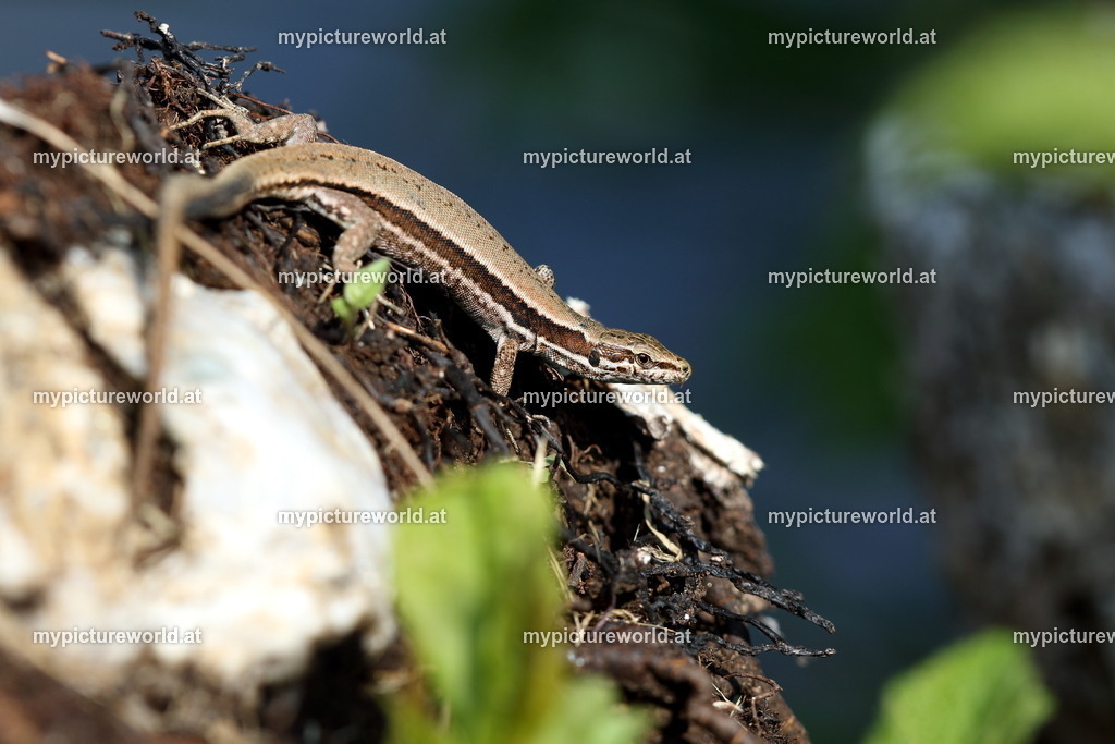 Mauereidechse-026 | Das Bilderarchiv über Tiere, Planzen und Landschaften. In der Bilddatenbank finden Sie ein große Auswahl an hochwertigen Bilder für Ihre Werbung - Realized with Pictrs.com