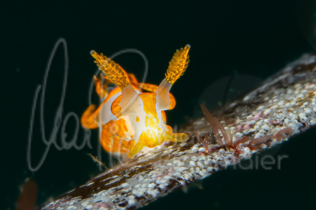 Trapania maculata | Nudibranch / Nudibranquio / Nacktschnecke - Realisiert mit Pictrs.com