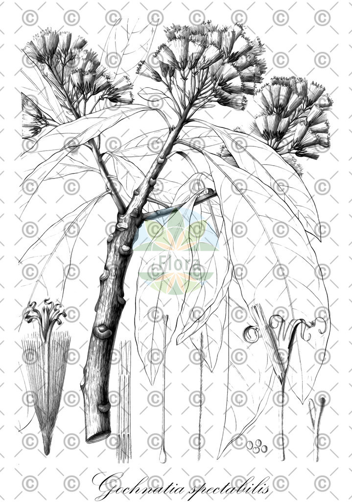 HistAbb_wfo-0000782366_1_ENZY_Simple | Historische Abbildung von Gochnatia spectabilis - Asteraceae | Historical Illustration of Gochnatia spectabilis - Asteraceae