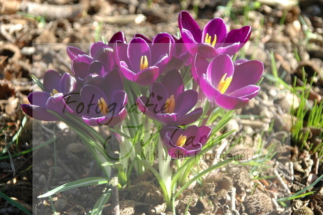 DSC_0064 | fotografie-jill-carstens