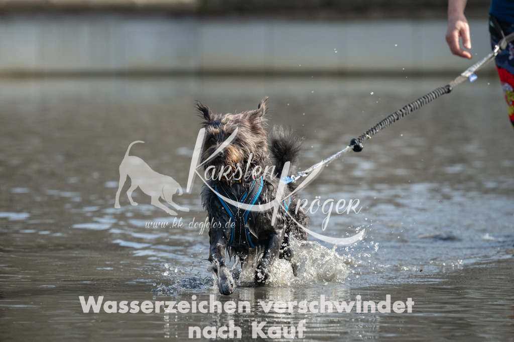 1304_ZZ94483 | kk-dogfotos