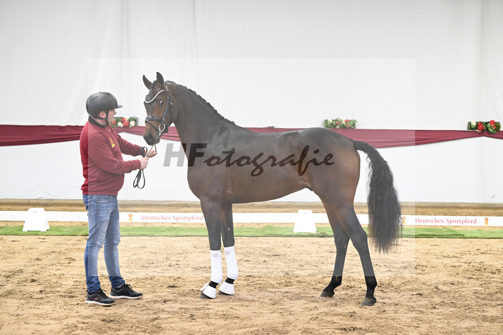 Kat-Nr. 30 Federer x Laomedon_Schulze Averdiek Sportpferde und Aufzucht GbR_47250951 | hf-fotografie - Realisiert mit Pictrs.com