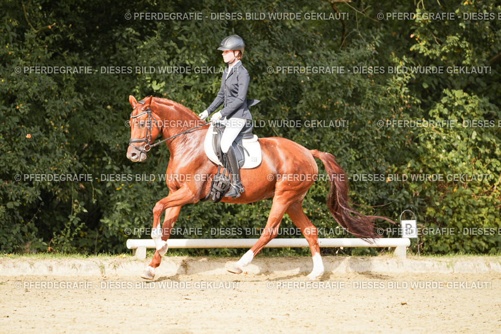 DSC03546 | Pferdegrafie