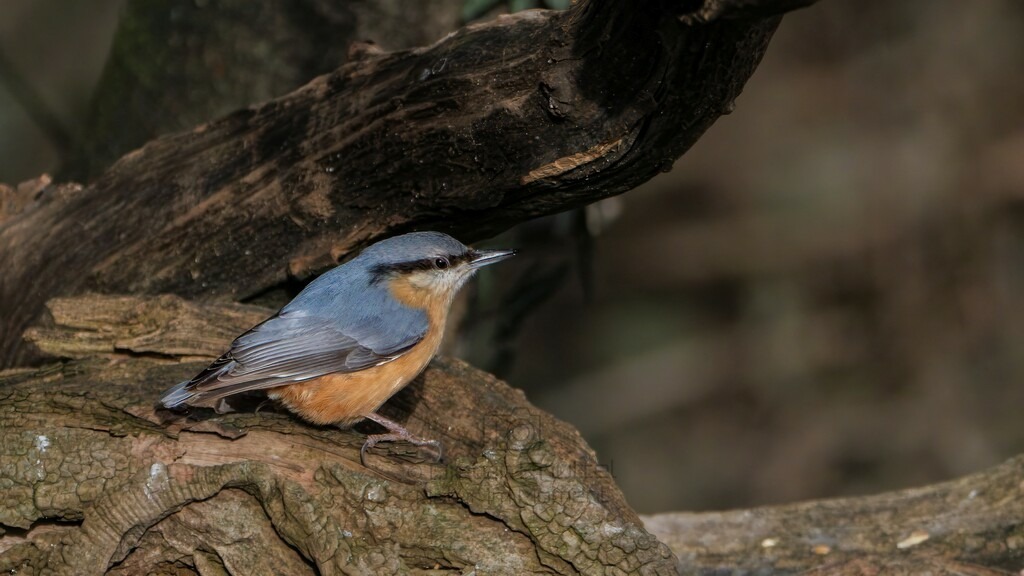 P1003403-Bearbeitet-2024-LR | Natur im Moment - Realisiert mit Pictrs.com