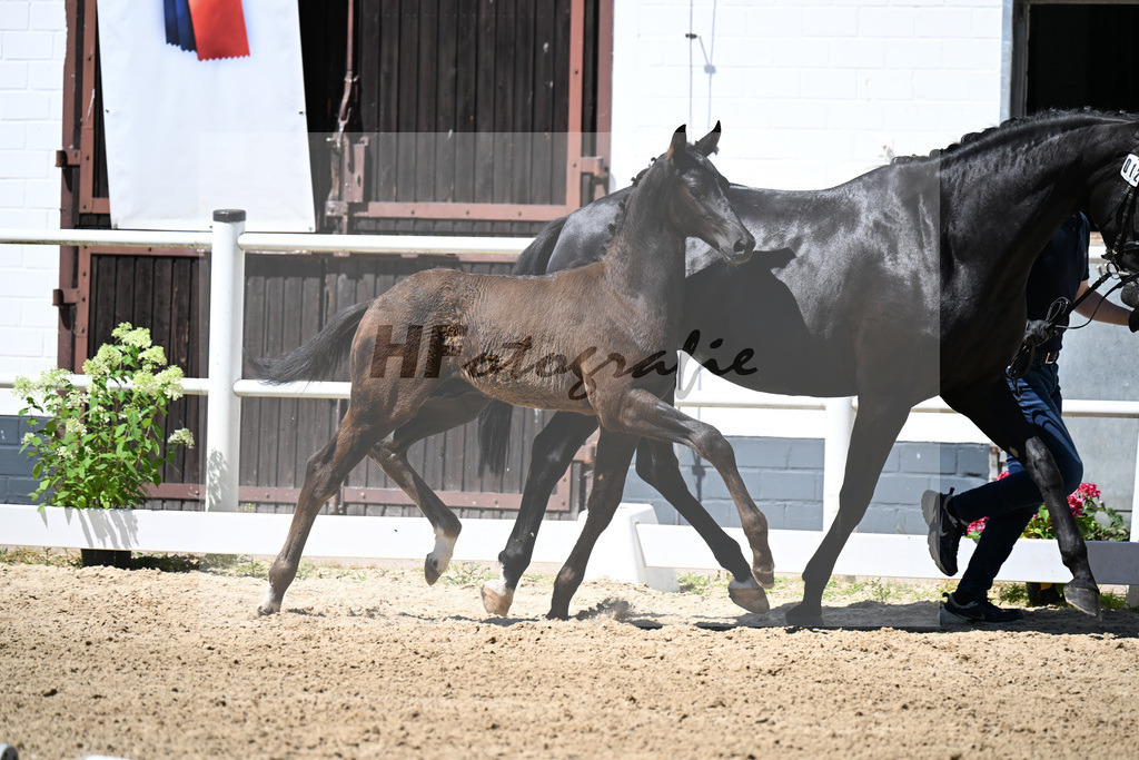 Kat-Nr. 12 Bon Courage x Negro_HF_Kohlweghof GbR_20250808 | hf-fotografie - Realizzato con Pictrs.com
