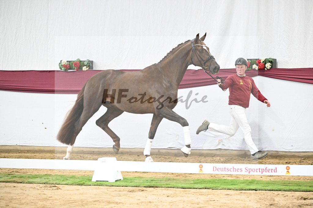 Kat-Nr. 15 Vitalis x Rock Forever I_Christoph Kuehnle_47250360 | hf-fotografie - Realisiert mit Pictrs.com