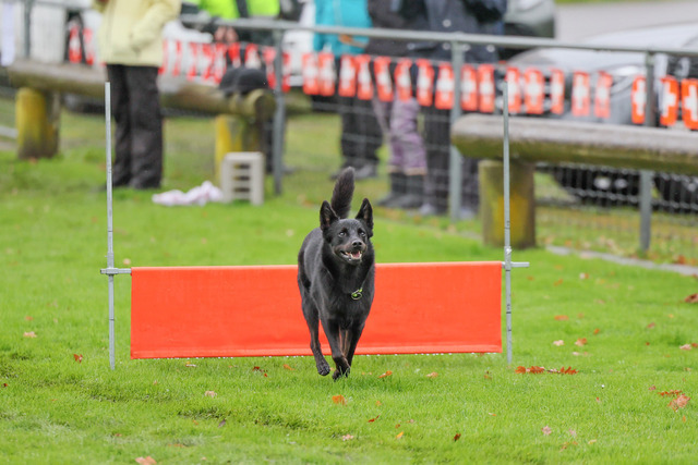 2025_Rally_Obedience_SM-92 | Ich fotografiere Hundeausstellungen, Sportanlässe, Zuchtstätten, Hundezucht, Hundeportrait, Lagotto - Realisiert mit Pictrs.com