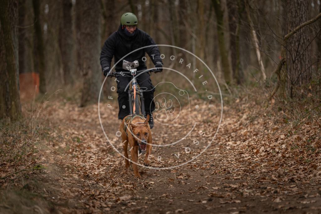 Pfotenfotografie_DV3A7044 | Hundefotografie, Tierfotograf, Pfotenfotografie, Fotoshooting Hund, Hunde Portrait, Hundesport, Hundeportraits, Heideshooting, Hunde, Sportfotograf, Hundefotograf, Turnierhundsport, THS,  - Realisiert mit Pictrs.com