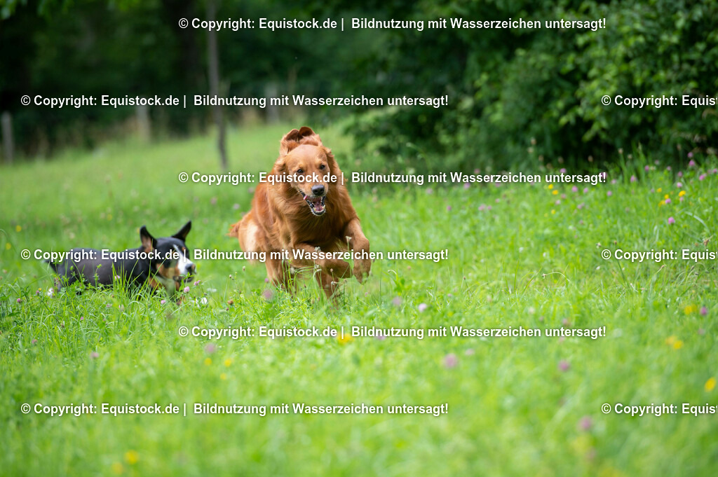 20210712_Spielender-Hund_0004 | Foto: Thomas Hartig