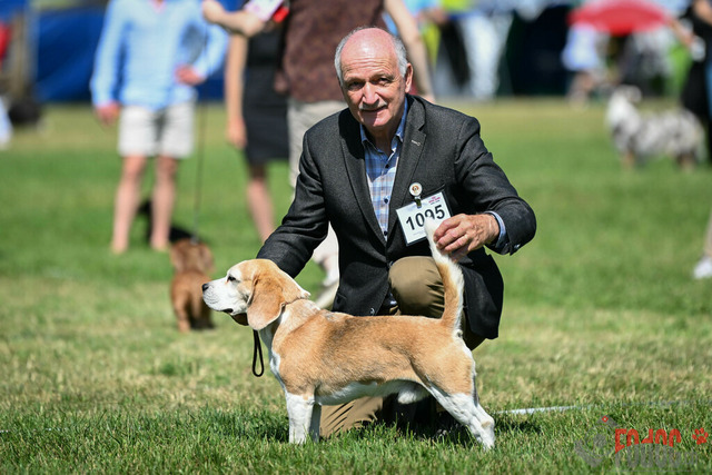 Dogshow CACIB Samstag in Aarau | Dogshow CACIB Samstag in Aarau. 24.06.2023 Foto: LeoWyden