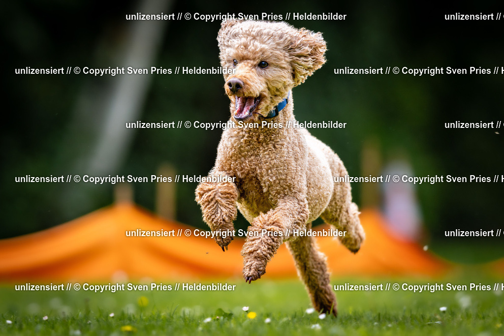 Sven Pries | 2026-05-14 - Hunderennen KA Durlach Vatertag 2026 - Realisiert mit Pictrs.com