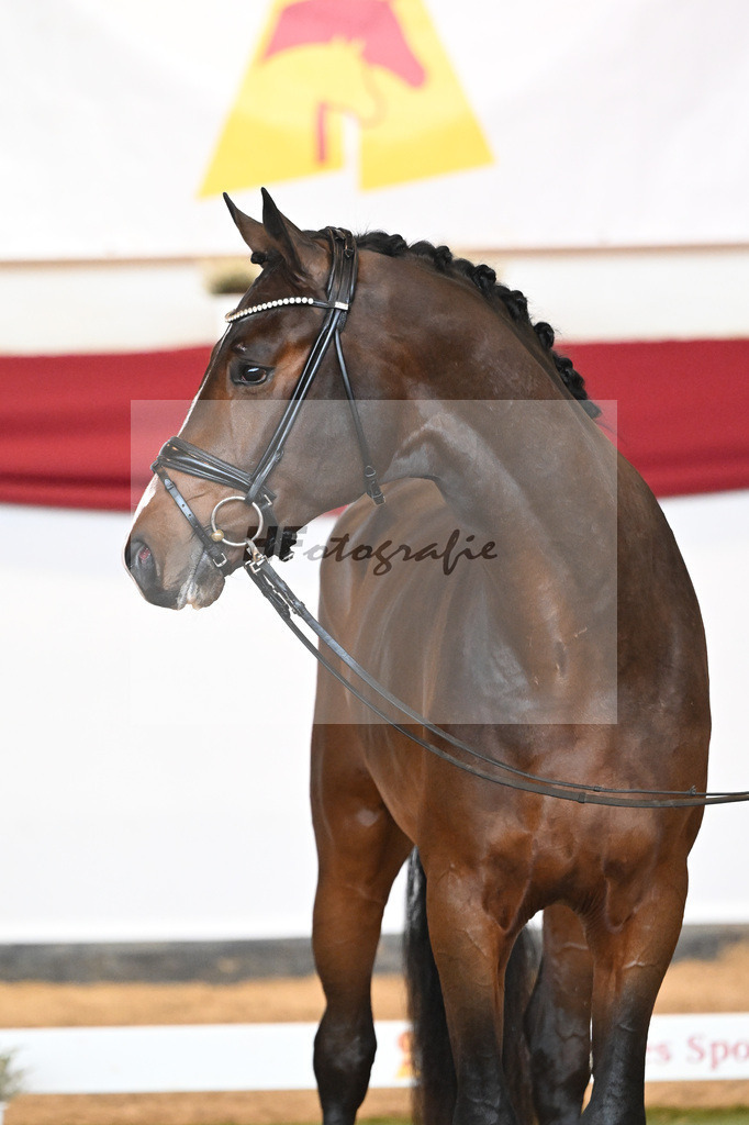 Kat-Nr. 54 Valdiviani x Foundation_2M2 Horses_47241871 | hf-fotografie - Realizzato con Pictrs.com