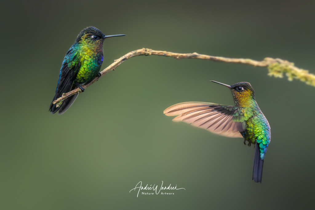 Flink und farbenfroh | Andre Wandrei - Nature Artworx - Realisiert mit Pictrs.com