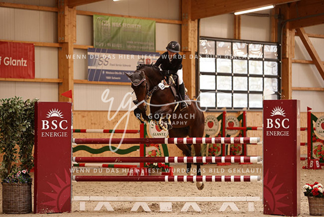 1J2A7253Fiby Sosna_ D_Amour du Foret Z_ Kn197_ Glantz_ Hohen Wieschendorf | Foto- und Videografie für alles rund ums Pferd. Hochwertige Bilder und Videos vom Spring- und Dressurreiten, Voltigieren & mehr. Jetzt aktuelle Veranstaltungen und Preise im Shop ansehen. - Realisiert mit Pictrs.com