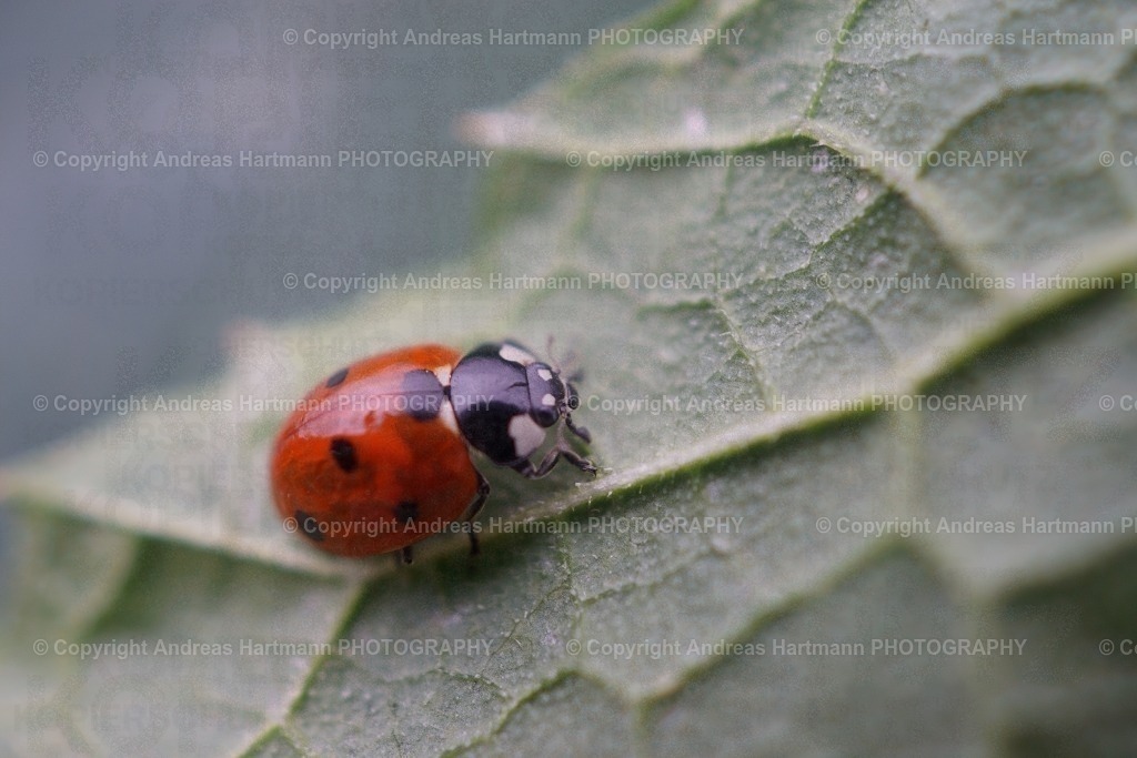 Marienkäfer | Marienkäfer auf Blattunterseite - Realisiert mit Pictrs.com