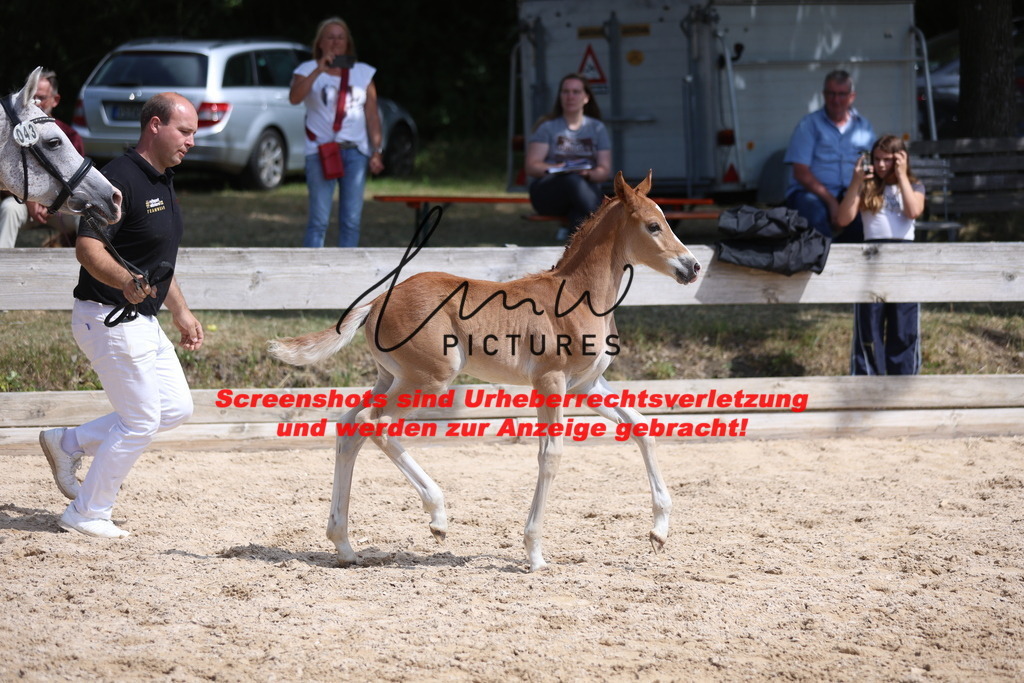 Fohlenschau_Schwäbisch_Hall_Ponys_KN 43_4 | lmwpictures - Realisiert mit Pictrs.com