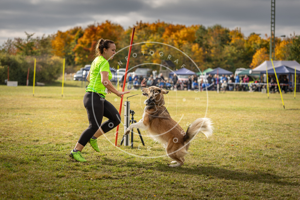 Pfotenfotografie_DV3A7198 | Hundefotografie, Tierfotograf, Pfotenfotografie, Fotoshooting Hund, Hunde Portrait, Hundesport, Hundeportraits, Heideshooting, Hunde, Sportfotograf, Hundefotograf, Turnierhundsport, THS,  - Realisiert mit Pictrs.com
