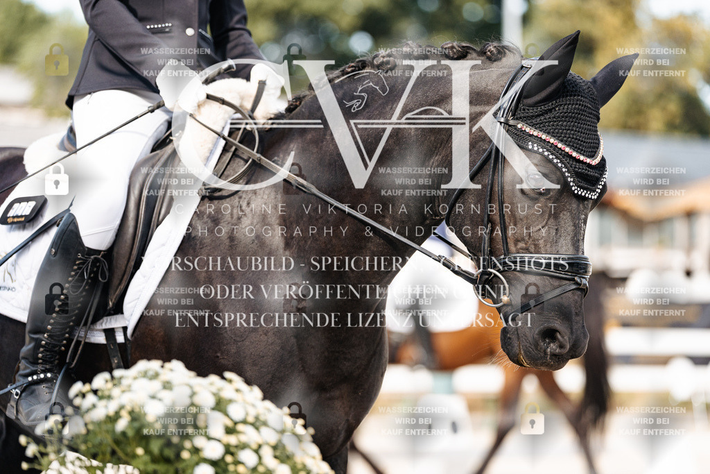 CK905061 | Turnierfotografie Pferdefotografie Trier Rheinland-Pfalz Pferdesport Reitsport Tierfotografie Sportfotografie Pferdevideo Pferdevideografie Equestrianvideography equestrianphotography  - Realisiert mit Pictrs.com
