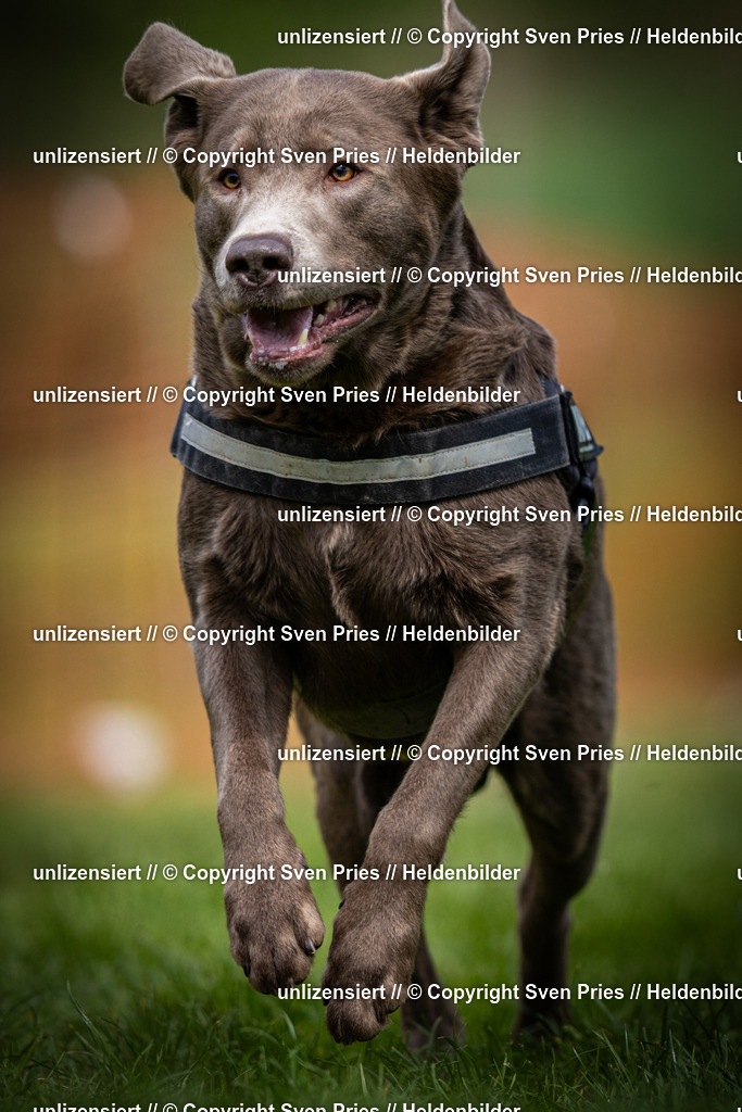 Sven Pries | 2025-04-13 - Hunderennen Baden-Baden - Realisiert mit Pictrs.com