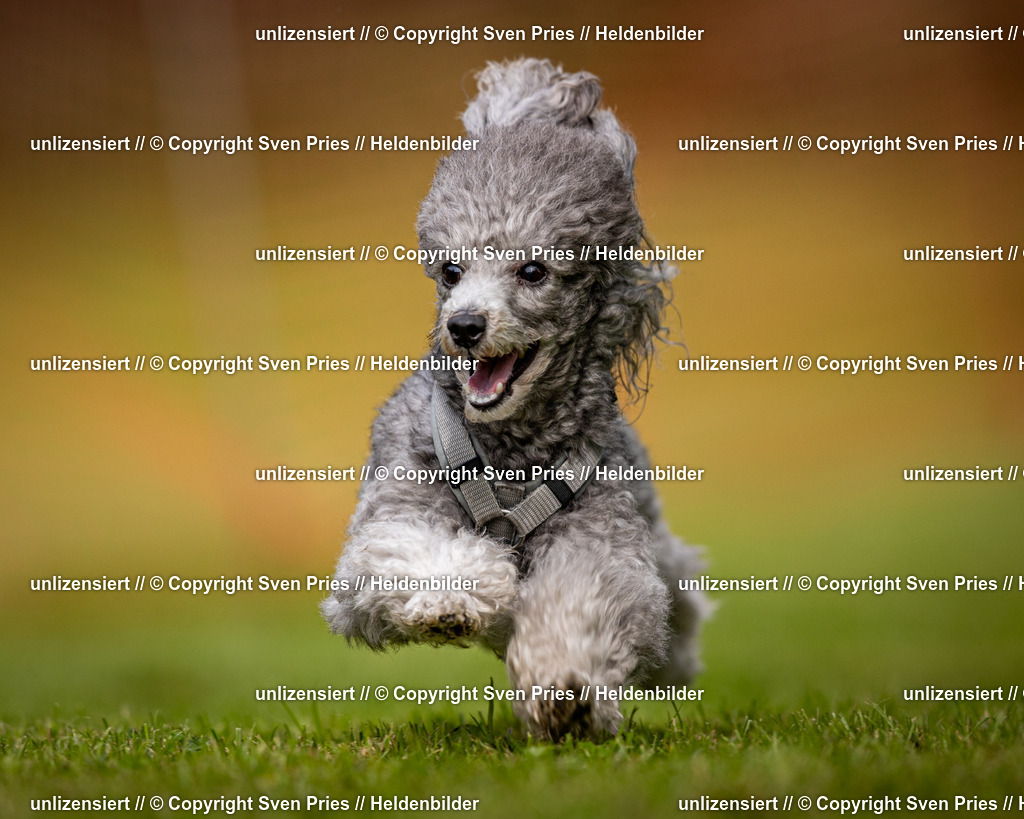 Sven Pries | 2024-09-22 - Hunderennen Baden-BadenPudelverein - Realisiert mit Pictrs.com