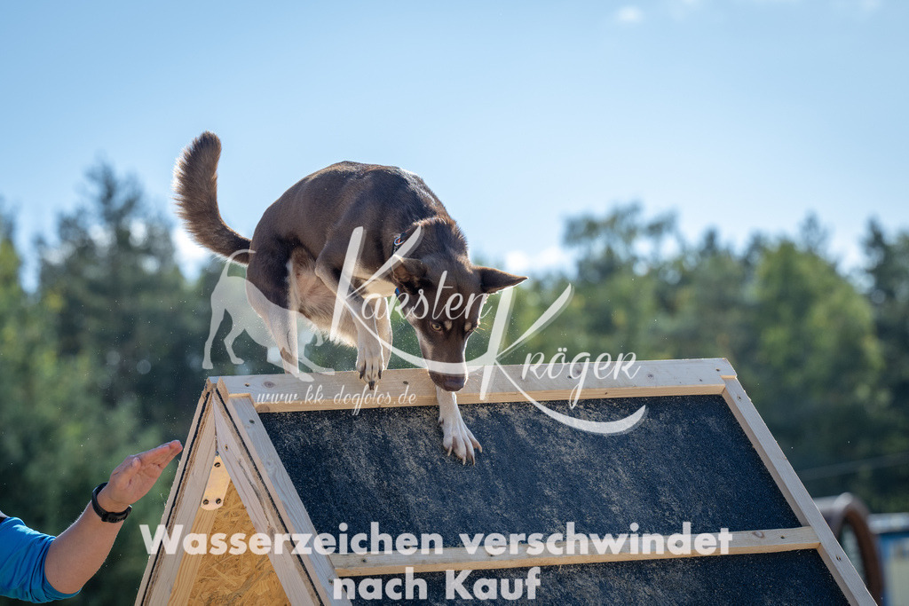1210_ZZ92495-2 | kk-dogfotos