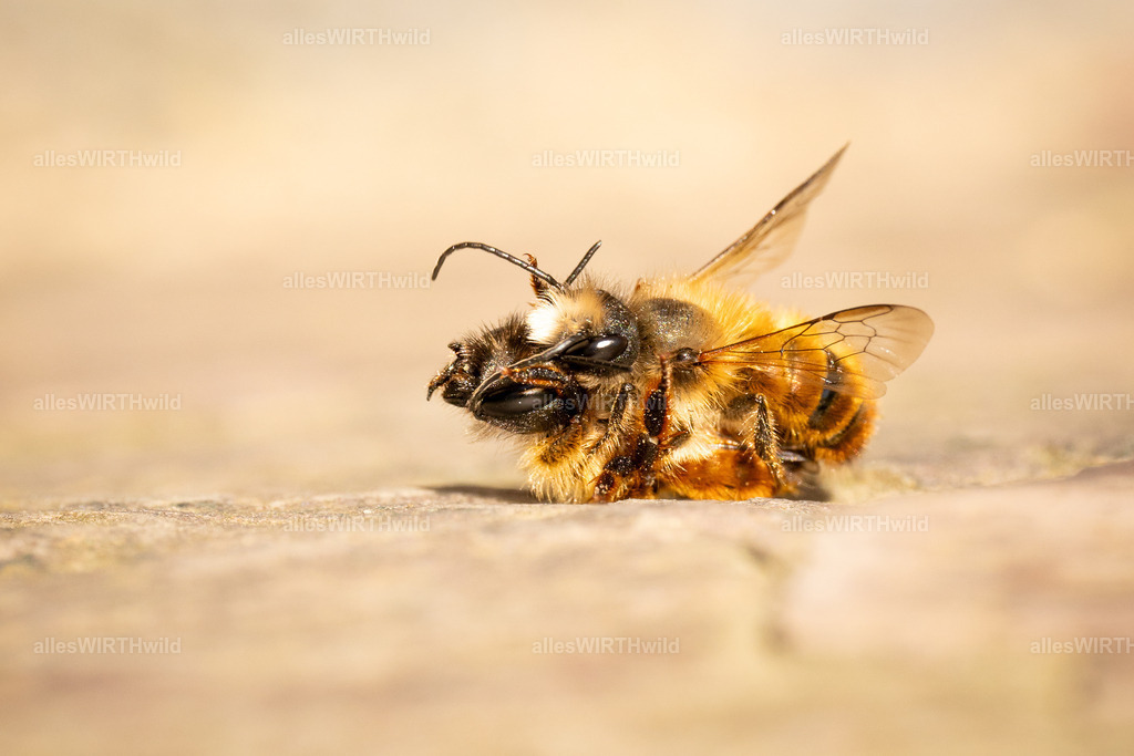 Hab dich_ II | Entdecke die faszinierende Welt der Natur- und Wildlife-Fotografie von Daniel und Bärbel. Inspirierende Bilder von wilden Tieren und kleinen Naturwundern.