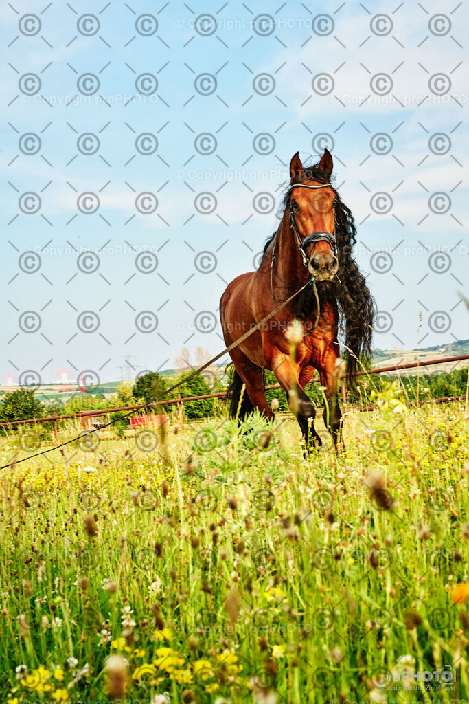 227_202406_Niki-Herodes_NZ9_0095 | proPHOTO - Realisiert mit Pictrs.com